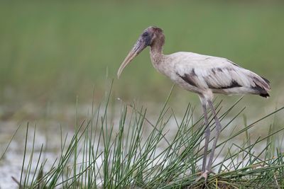 Wood Stork - Kaalkopooievaar - Tantale d'Amérique (j)