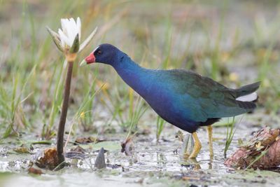 Purple Gallinule - Amerikaans Purperhoen - Talève violacée