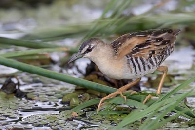 Yellow-breasted Crake - Geelbuikporseleinhoen - Marouette à sourcils blancs