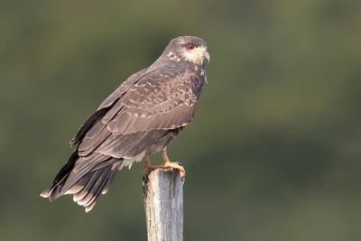 Snail Kite - Slakkenwouw - Milan des marais (f)