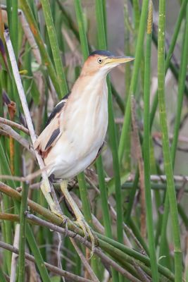 Least Bittern - Amerikaanse Woudaap - Petit Blongios (m)