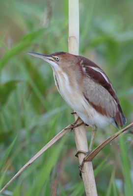 Least Bittern - Amerikaanse Woudaap - Petit Blongios (f)