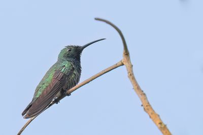Green-breasted Mango - Groenborstmango - Mango de Prévost