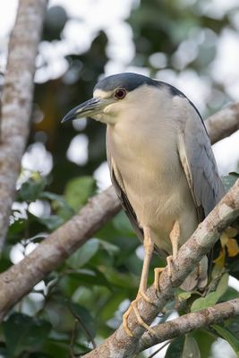 Black-crowned Night Heron - Kwak - Bihoreau gris