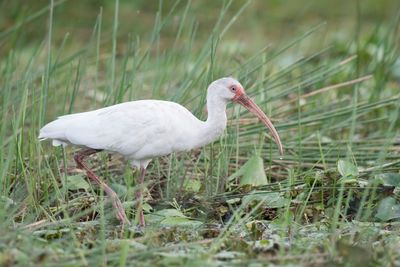 American White Ibis - Witte Ibis - Ibis blanc