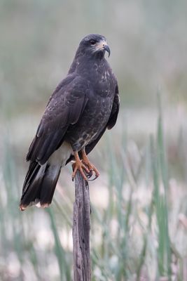 Snail Kite - Slakkenwouw - Milan des marais (m)