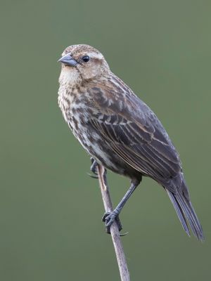 Red-winged Blackbird - Epauletspreeuw - Carouge à épaulettes (f)