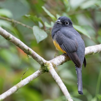 Gartered Trogon - Goulds Trogon - Trogon pattu (f)