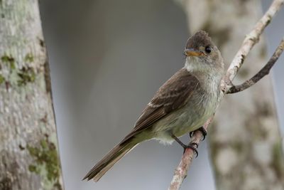 Tropical Pewee - Spix' Piewie - Moucherolle cendré