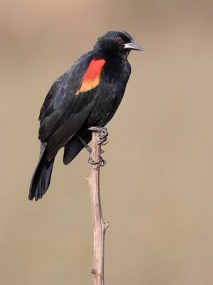 Red-winged Blackbird - Epauletspreeuw - Carouge à épaulettes (m)