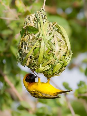Birds of Chad 2016 Photo Gallery by Paul van Giersbergen at pbase
