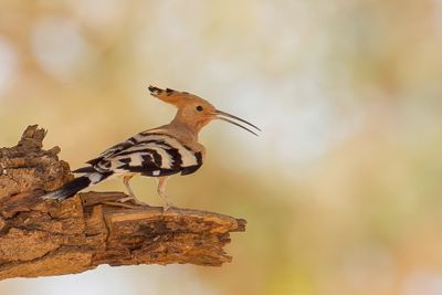 Eurasian Hoopoe - Hop - Huppe fasciée