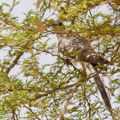 Great Spotted Cuckoo - Kuifkoekoek - Coucou geai