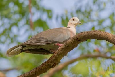 Mourning Collared Dove - Treurtortel - Tourterelle pleureuse