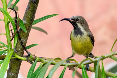 Beautiful Sunbird - Feeënhoningzuiger - Souimanga à longue queue (immature male)