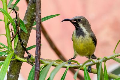 Beautiful Sunbird - Feenhoningzuiger - Souimanga  longue queue (immature male)