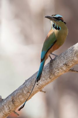 Turquoise-browed Motmot - Wenkbrauwmotmot - Motmot à sourcils bleus