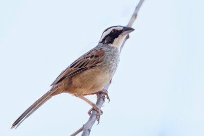 Stripe-headed Sparrow - Roeststaartgors - Bruant ligné