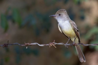 Brown-crested Flycatcher - Cayennetiran - Tyran de Wied