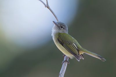 Lesser Greenlet - Kleine Vireo - Viréon menu