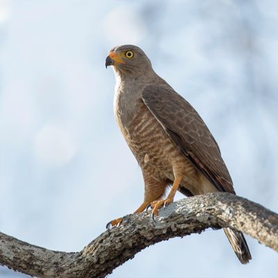 Roadside Hawk - Wegbuizerd - Buse à gros bec