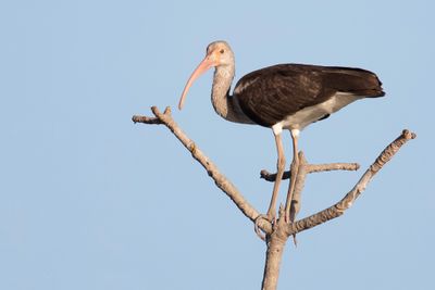 American White Ibis - Witte Ibis - Ibis blanc (j)