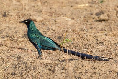 Long-tailed Starling - Langstaartpurperspreeuw - Stourne  longue queue