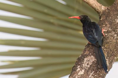 Green Wood Hoopoe - Groene Kakelaar - Irrisor moqueur