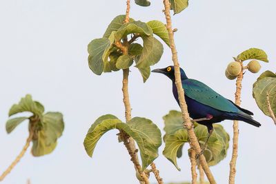 Purple Starling - Purperglansspreeuw - Choucador pourpr