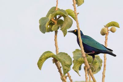 Purple Starling - Purperglansspreeuw - Choucador pourpr