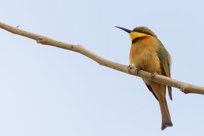 Little Bee-eater - Dwergbijeneter - Gupier nain