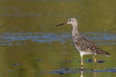 Greater Yellowlegs - Grote Geelpootruiter - Grand Chevalier