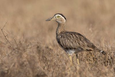 Double-striped Thick-knee - Caribische Griel - OEdicnème bistrié