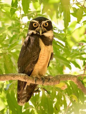 Spectacled Owl - Briluil - Chouette à lunettes