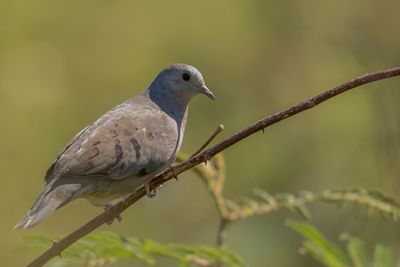 Plain-breasted Ground Dove - Dwergduif - Colombe pygmée