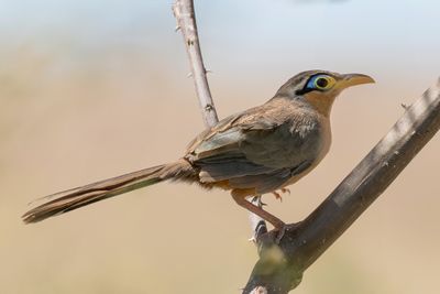 Lesser Ground Cuckoo - Lijsterkoekoek - Géocoucou de Lesson