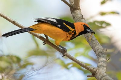 Spot-breasted Oriole - Vlekborsttroepiaal - Oriole maculé