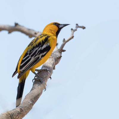 Streak-backed Oriole - Vlekrugtroepiaal - Oriole à dos rayé