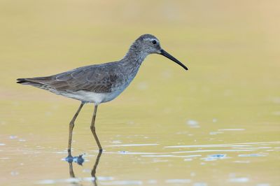 Stilt Sandpiper - Steltstrandloper - Bécasseau à échasses