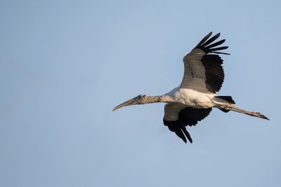 Wood Stork - Kaalkopooievaar - Tantale d'Amérique