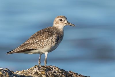 Grey Plover - Zilverplevier - Pluvier argenté