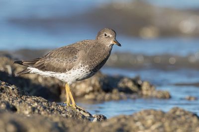 Surfbird - Surfbird - Bécasseau du ressac