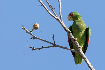White-fronted Amazon - Witvoorhoofdamazone - Amazone à front blanc