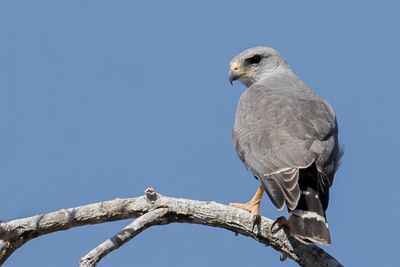 Grey Hawk - Grijze Buizerd - Buse grise