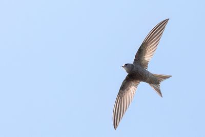 Pallid Swift.- Vale Gierzwaluw - Martinet ple