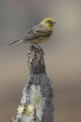 Atlantic Canary - Kanarie - Serin des Canaries (m)