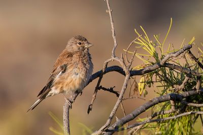 Common Linnet - Kneu - Linotte mlodieuse