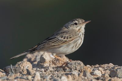 Berthelot's Pipit - Berthelots Pieper - Pipit de Berthelot