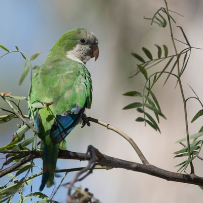 Monk Parakeet - Monniksparkiet - Conure veuve