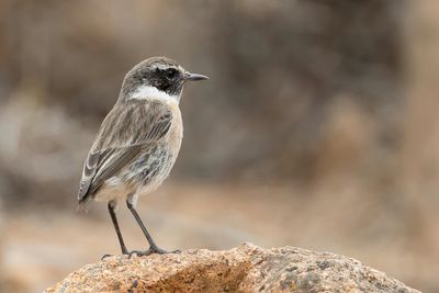 Canary Islands Stonechat - Canarische Roodborsttapuit - Tarier des Canaries (m)